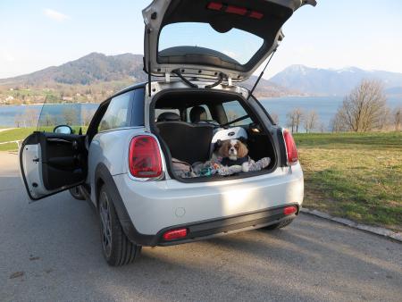 E-Mini mit Hund im Kofferraum