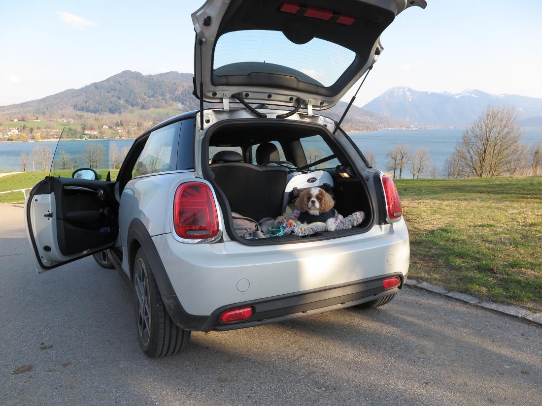 E-Mini mit Hund im Kofferraum