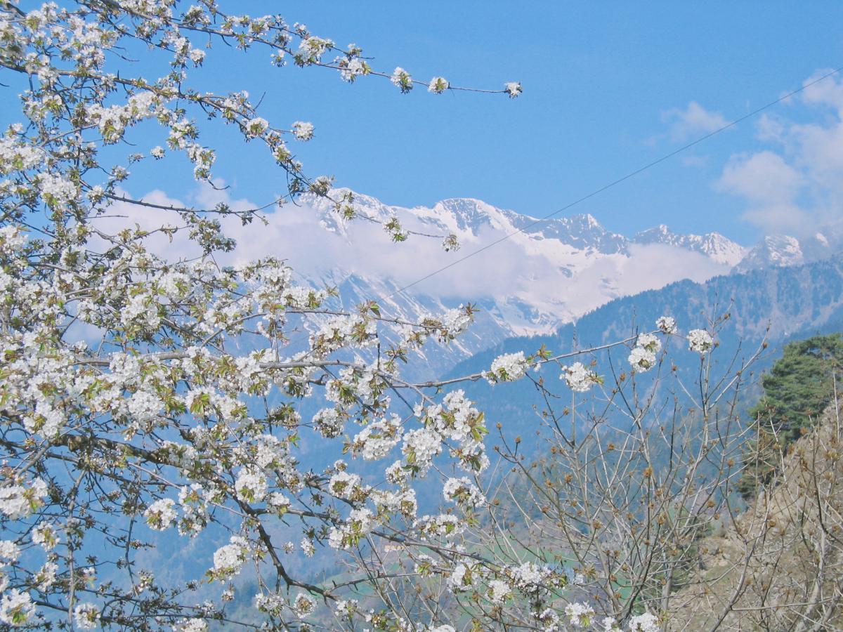 Apfelblüten vor schneebedeckten Bergen
