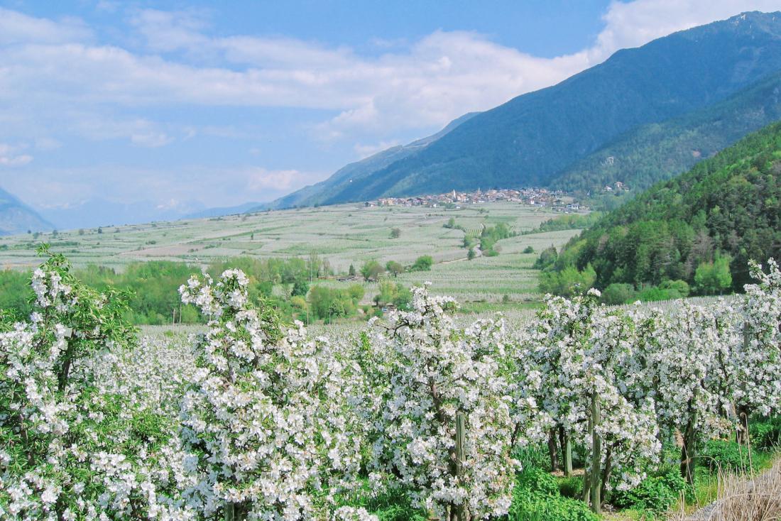 Apfelblüte im Vinschger Tal