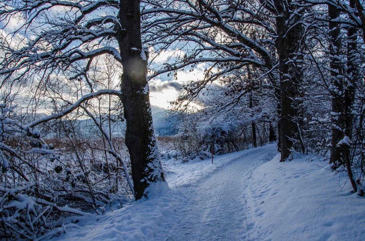 Waldweg im Schnee am Tegernsee Waldweg im Schnee am Tegernsee